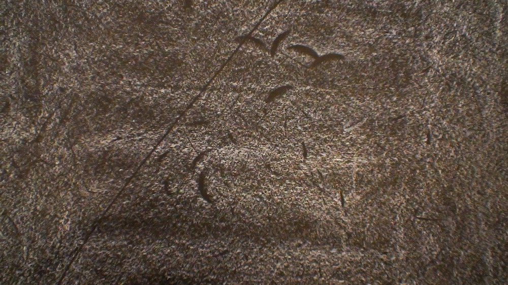 Élevage de poussière (Sarah Vanagt, 2013)