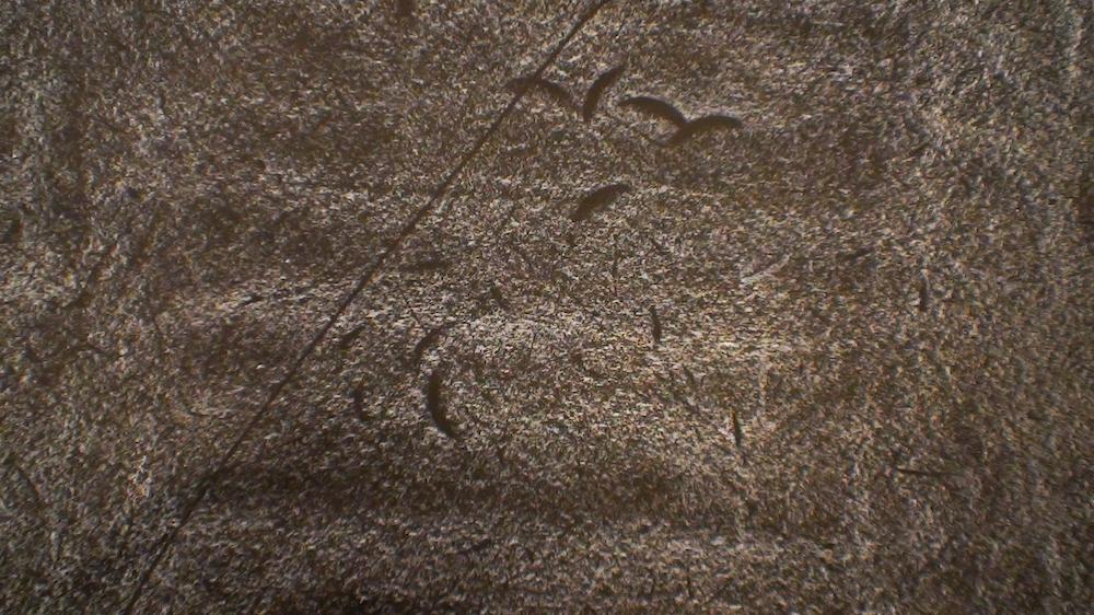 Dust Breeding (Sarah Vanagt, 2013)