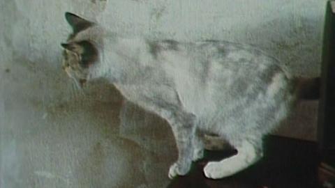 Oggi è Primavera (Claudio Pazienza, 1988)